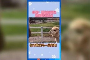 娱乐吃瓜用的音乐有哪些,轻松解锁八卦新姿势